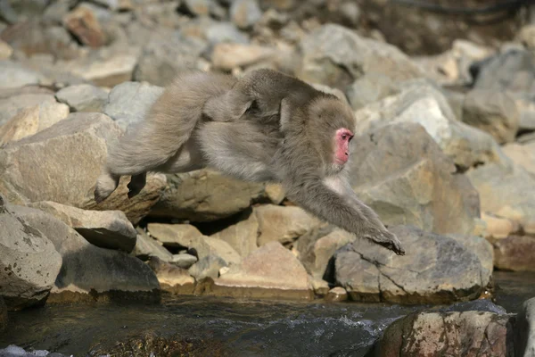 Mono de nieve o macaco japonés — Foto de Stock