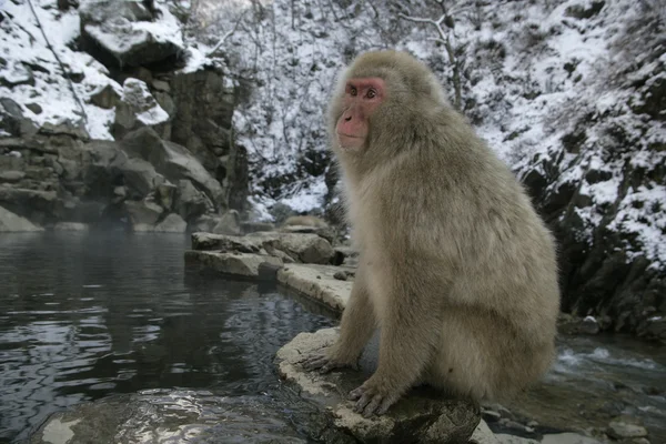 Sneeuw aap of Japanse makaak — Stockfoto