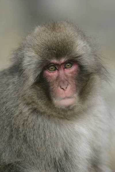 Снежная обезьяна или японский макак — стоковое фото