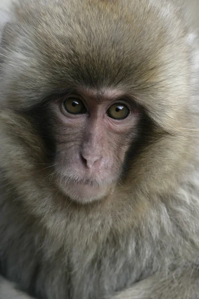 Χιόνι μαϊμού ή ιαπωνική macaque — Φωτογραφία Αρχείου