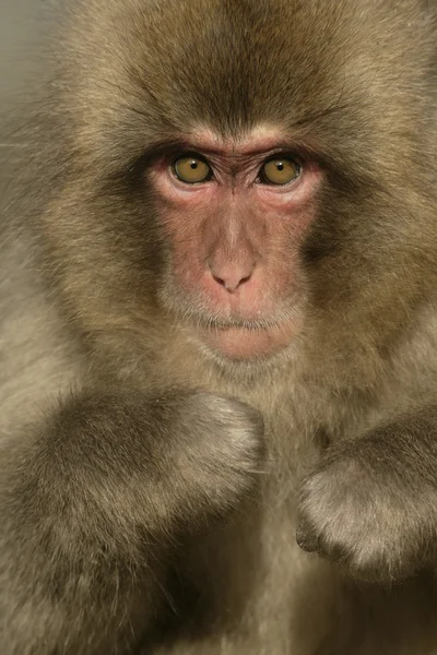 Сніжна мавпа або Японська макака — стокове фото