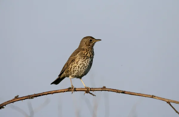 Song thrush, Turdus philomelos — Stock Photo, Image