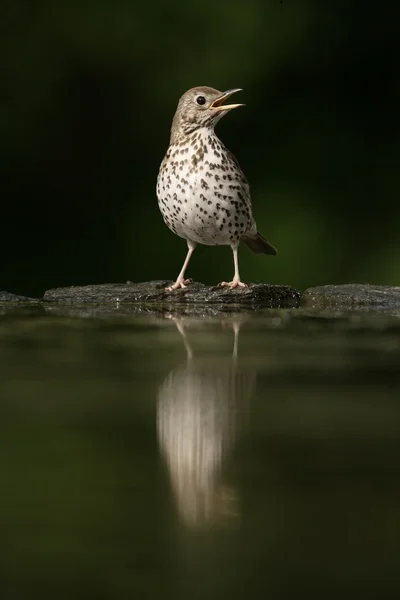 Drozd zpěvný, turdus philomelos — Stock fotografie