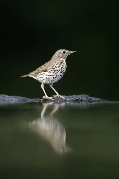 Drozd, turdus philomelos — Zdjęcie stockowe