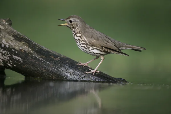 Şarkı pamukçuk, turdus philomelos — Stok fotoğraf