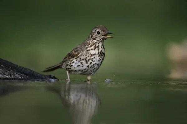 Şarkı pamukçuk, turdus philomelos — Stok fotoğraf