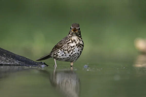 Şarkı pamukçuk, turdus philomelos — Stok fotoğraf