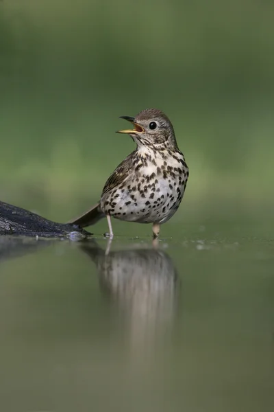 Şarkı pamukçuk, turdus philomelos — Stok fotoğraf