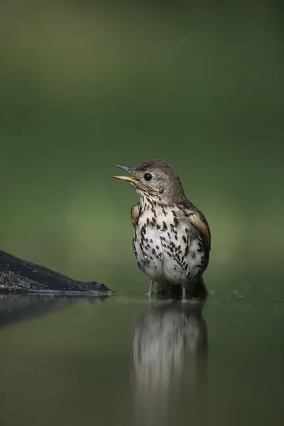 Tordo da canção, Turdus philomelos — Fotografia de Stock