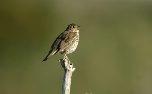 Tordo de la canción, Turdus philomelos — Foto de Stock