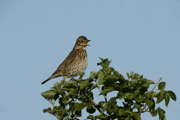 Drozd zpěvný, turdus philomelos — Stock fotografie