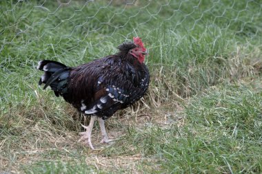Benekli sussex topak