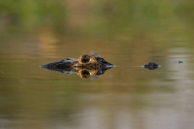 Bozkır caiman, caiman crocodilus