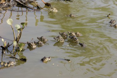 Bozkır caiman, caiman crocodilus
