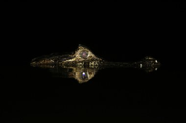 Bozkır caiman, caiman crocodilus