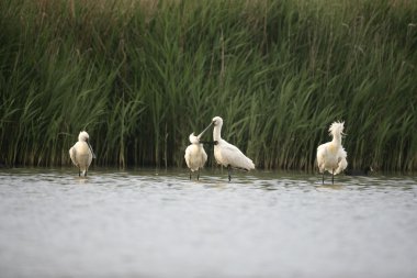 kaşıkçı, platalea leucorodia