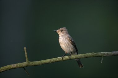 Benekli sinekkapan, muscicapa striata