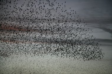 Starling, sturnus vulgaris