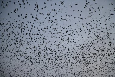 Starling, sturnus vulgaris