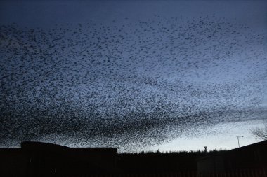 Starling, sturnus vulgaris