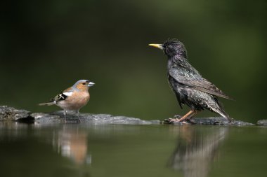 Starling, sturnus vulgaris