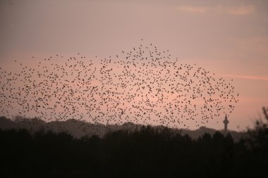 Starling, sturnus vulgaris