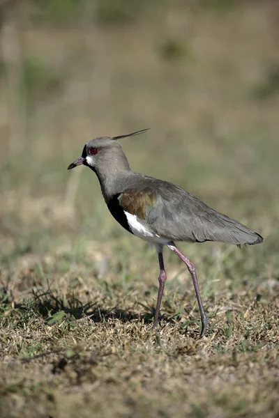 Südkiebitz, vanellus chilensis — Stockfoto