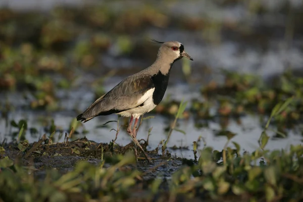 Zuidelijke Kievit, vanellus chilensis — Stockfoto