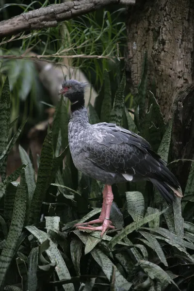 Güney screamer, chauna torquata