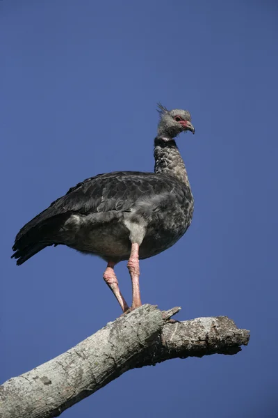 Cája obojková, chauna torquata — Stock fotografie