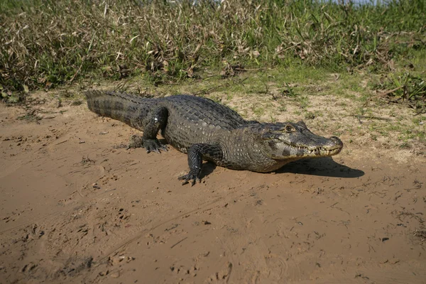 Hittade kajman, caiman crocodilus — Stockfoto