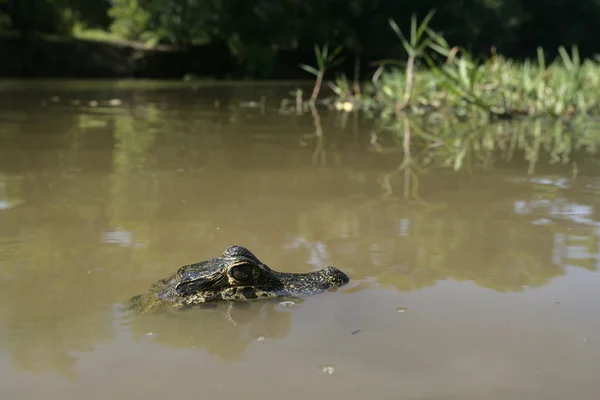 Διοπροφόρος caiman, caiman crocodilus — Φωτογραφία Αρχείου