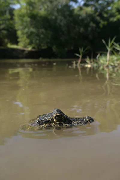 Διοπροφόρος caiman, caiman crocodilus — Φωτογραφία Αρχείου