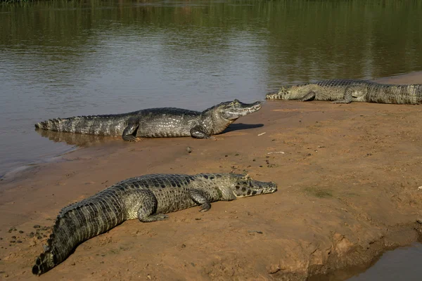 Brillenkaiman, Kaimankrokodil — Stockfoto