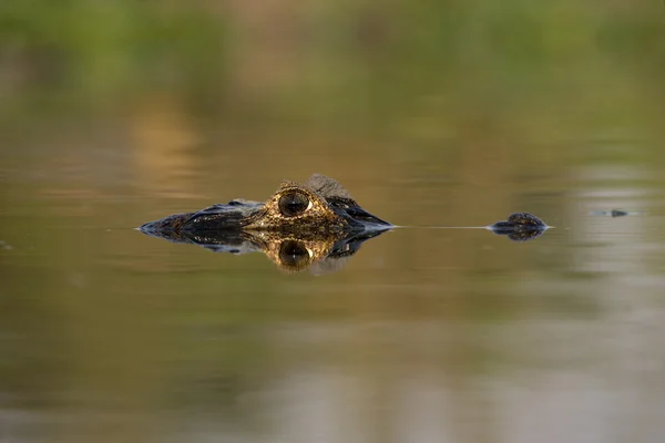 Caimão espetacular, crocodilo-de-caiman — Fotografia de Stock