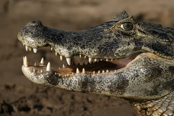 Spectacled caiman, Caiman crocodilus — Stock Photo, Image