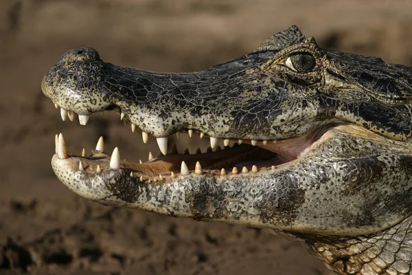 Hittade kajman, caiman crocodilus — Stockfoto