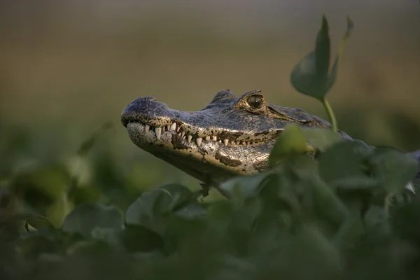 Pápaszemes Kajmán, Kajmán crocodilus — Stock Fotó