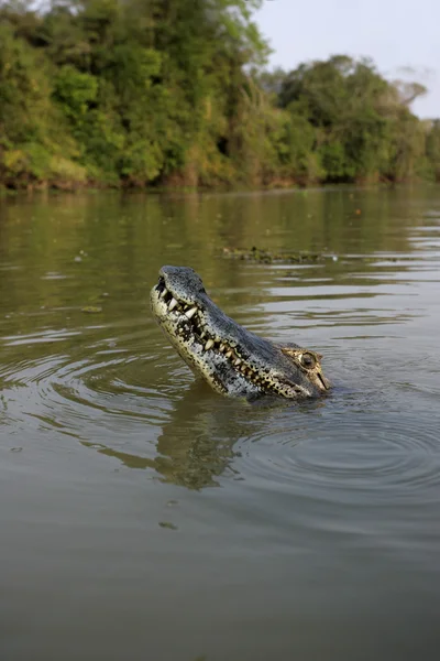 Διοπροφόρος caiman, caiman crocodilus — Φωτογραφία Αρχείου