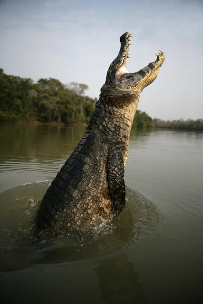 Brillenkaiman, Kaimankrokodil — Stockfoto