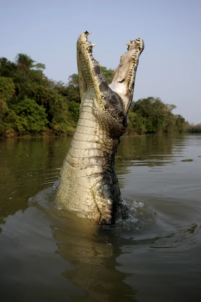 Pápaszemes Kajmán, Kajmán crocodilus — Stock Fotó