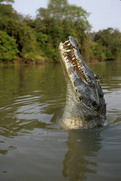 Διοπροφόρος caiman, caiman crocodilus — Φωτογραφία Αρχείου