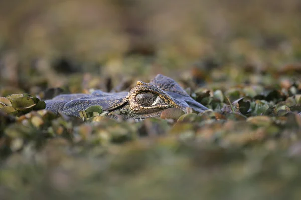 안경 카이만, 카이만 crocodilus — 스톡 사진