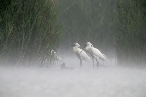 Spoonbill, Platalea leucorodia — Stock Photo, Image