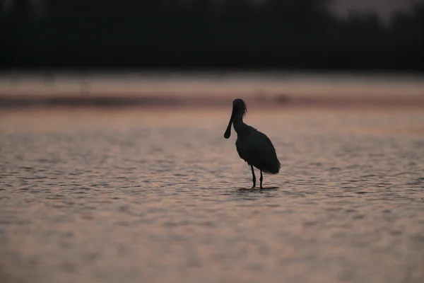 Růžový, platalea leucorodia — Stock fotografie