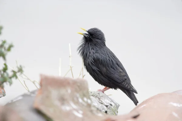 Lekesiz starling, sturnus tek renkli — Stok fotoğraf