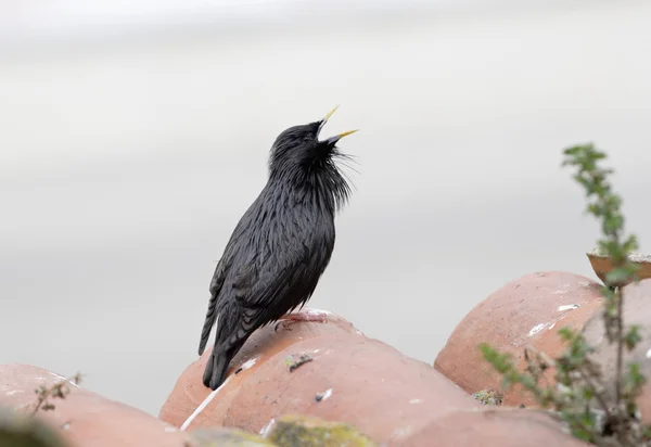 Szpak jednobarwny, sturnus unicolor — Zdjęcie stockowe