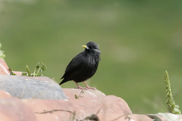 Makelloser Star, sturnus unicolor — Stockfoto