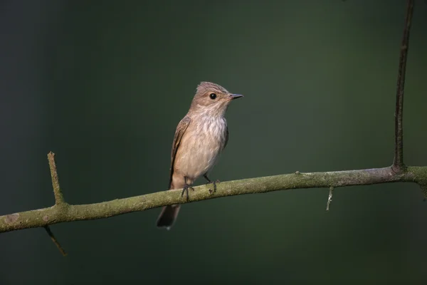 Пятнистая мухоловка, Muscicapa striata — стоковое фото