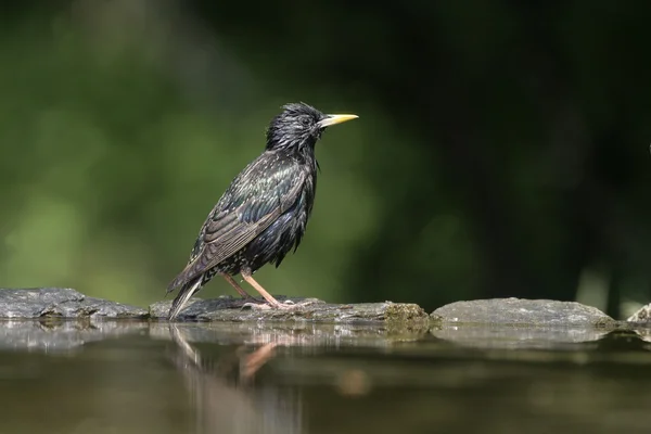 Estornino, sturnus vulgaris — Foto de Stock